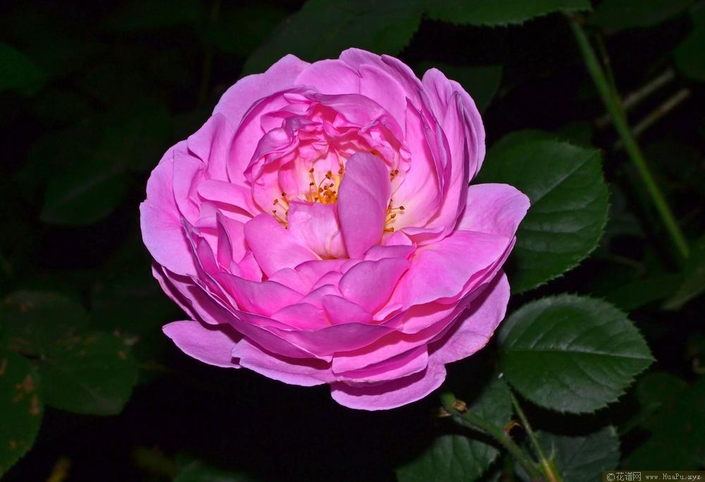 康斯坦斯普赖Constance Spry