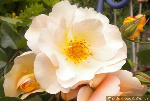 弗朗西斯科波拉