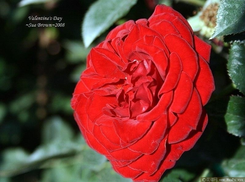 情人节