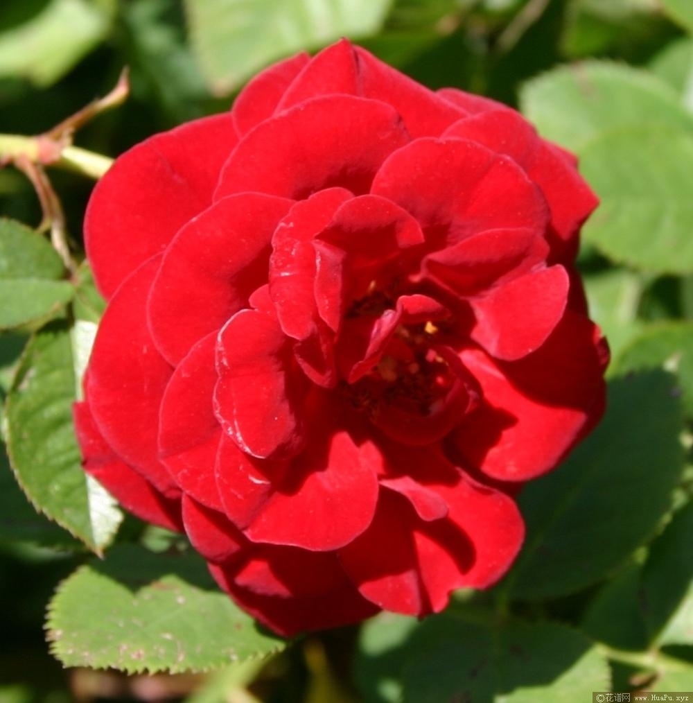 情人节
