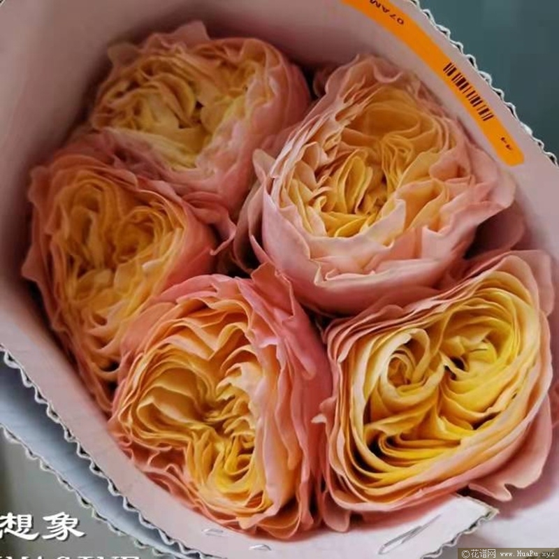 想象力