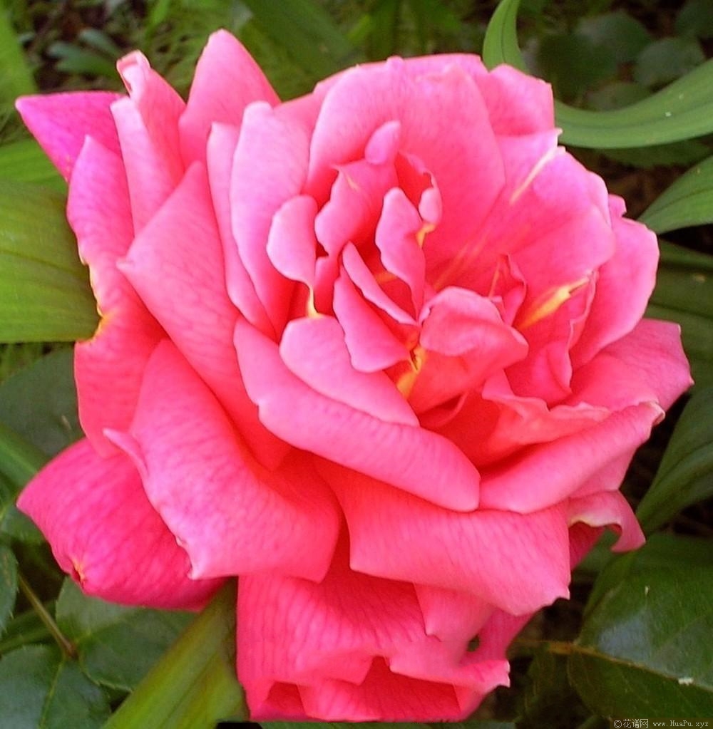 感恩节