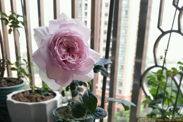 我的心 Mon Coeur