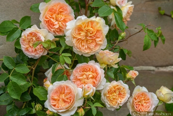 所罗门王/芭思希芭