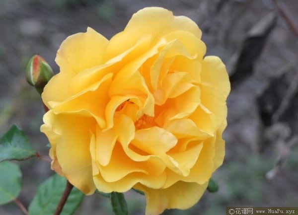 斯图加特