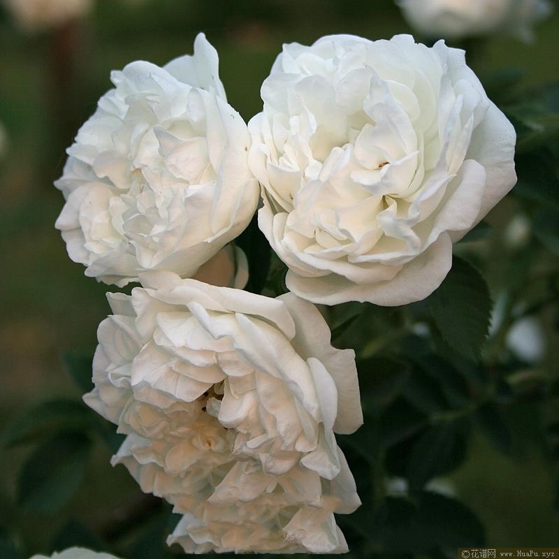 木樨白蔷薇Alba Suaveolens