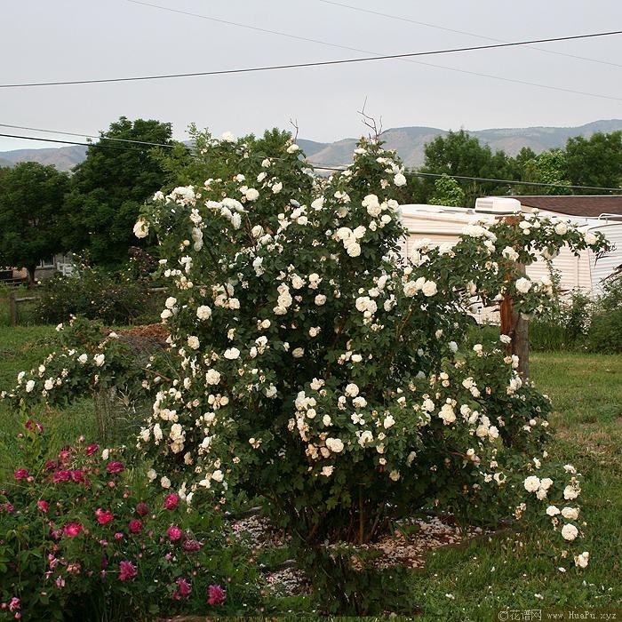 木樨白蔷薇Alba Suaveolens