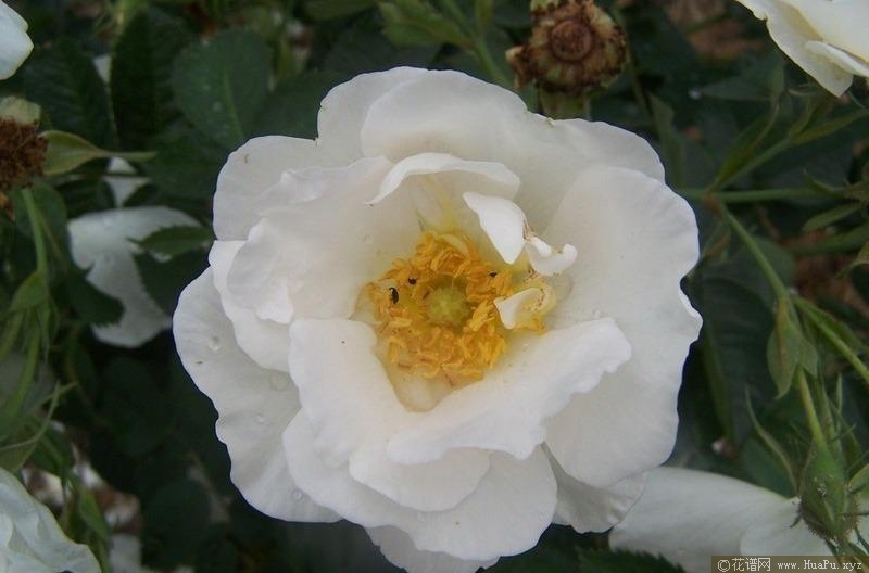 木樨白蔷薇Alba Suaveolens