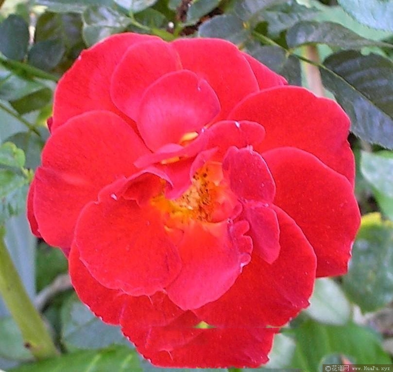 朱砂Cinnabar