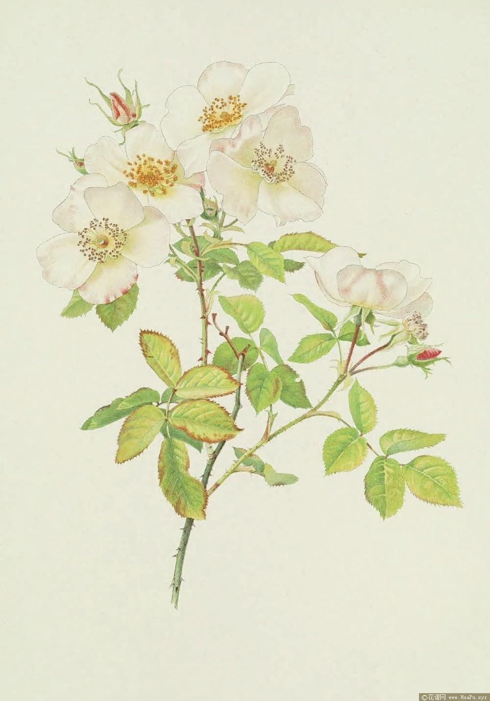 杜邦Dupontii