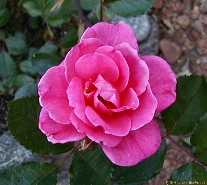 林恩格里菲斯