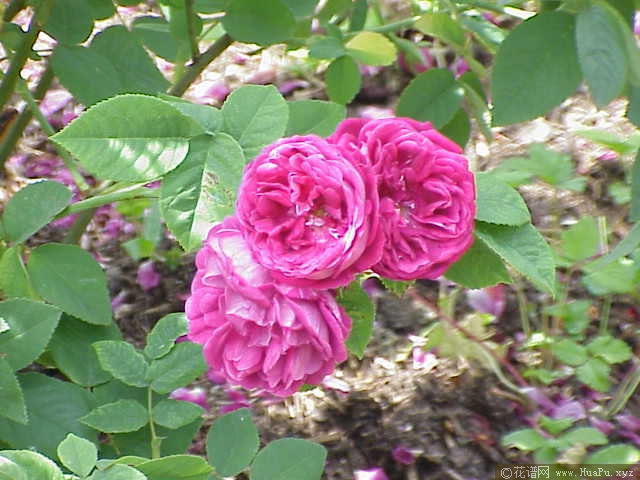 查尔斯王子