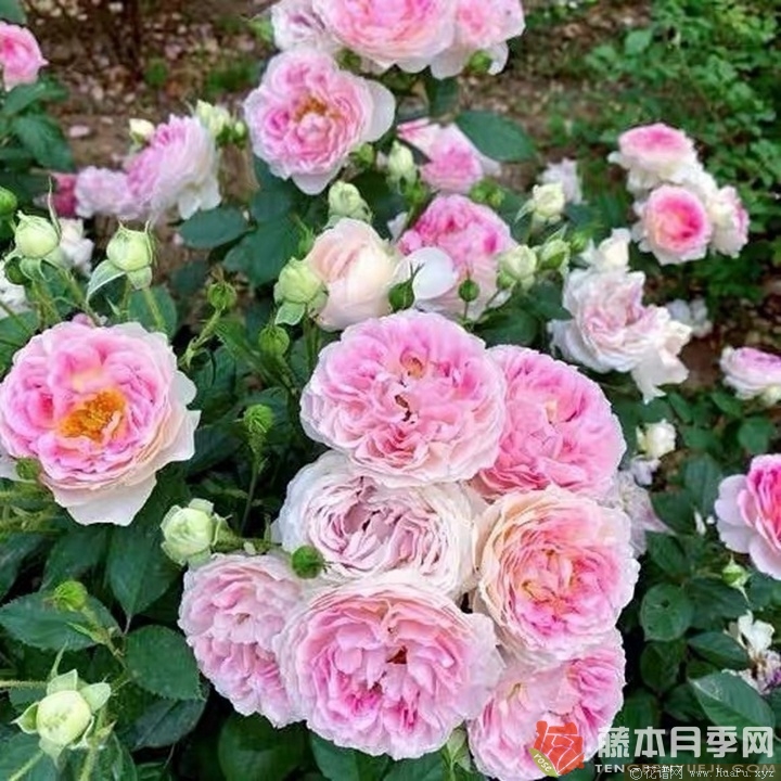 根西/假期岛芍药