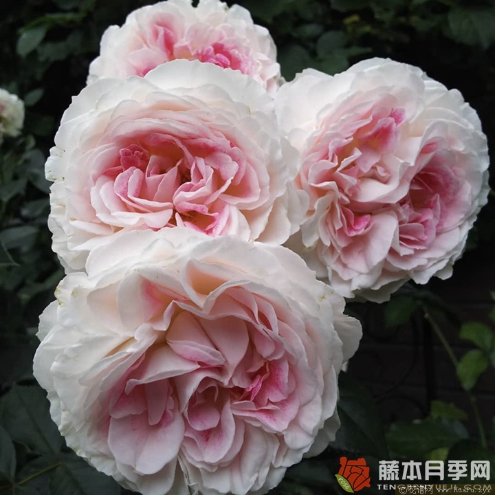 根西/假期岛芍药