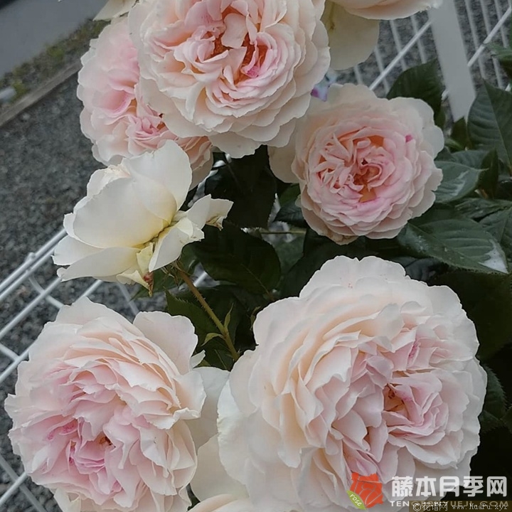 根西/假期岛芍药
