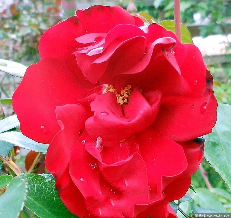 桑顿J.C. Thornton
