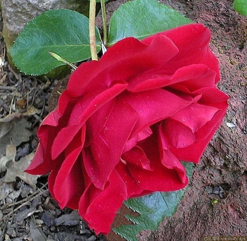 桑顿J.C. Thornton