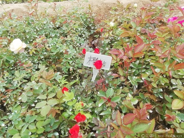 橙色钻石玫瑰