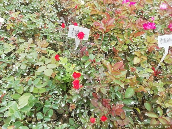 橙色钻石玫瑰