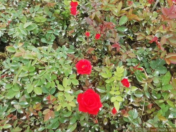 橙色钻石玫瑰