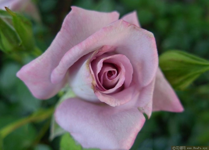 欧芬