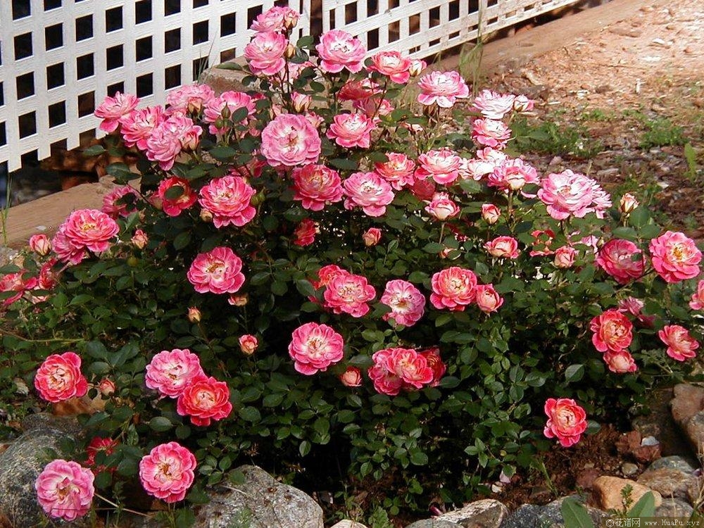 水花飞溅