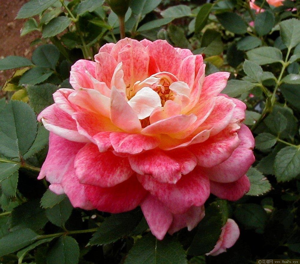 水花飞溅