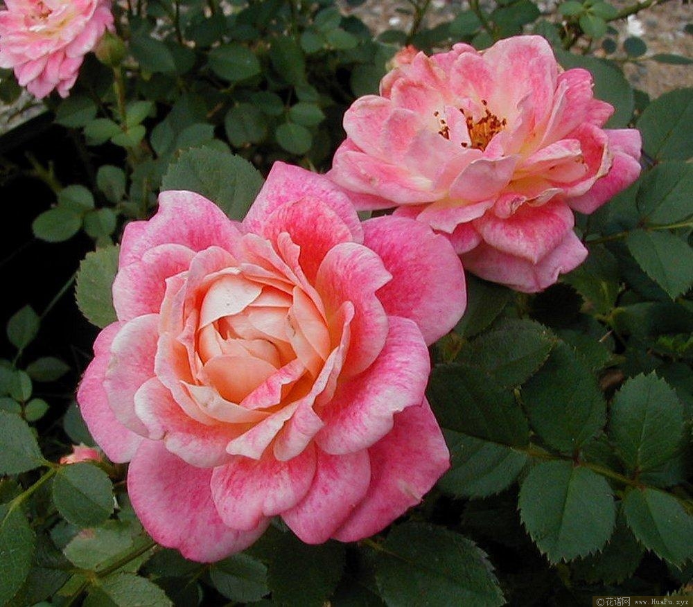 水花飞溅