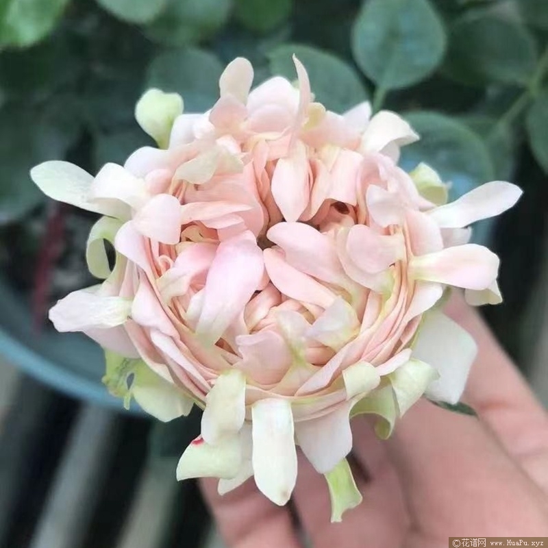 海葵宝宝/苏芬