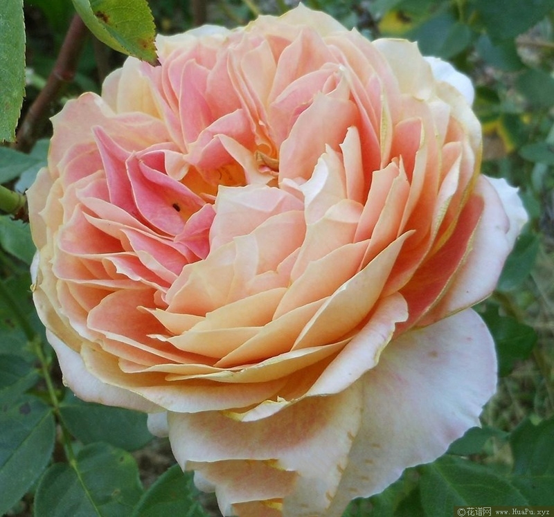 焦糖古董Antique Caramel