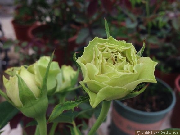 熏子玫瑰