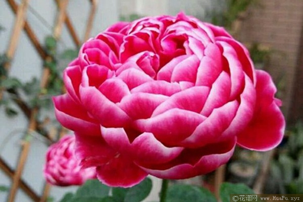 玛丽玫瑰