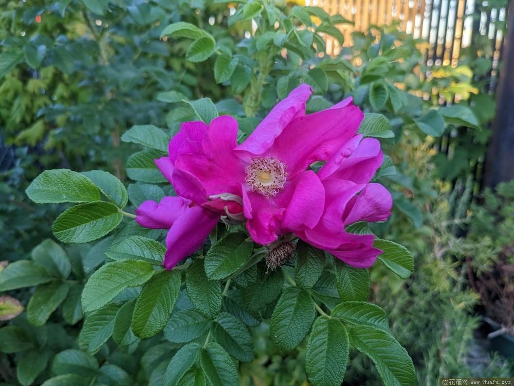 玫瑰