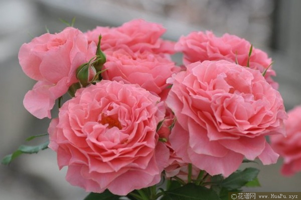 珊瑚果冻 Corail gelee