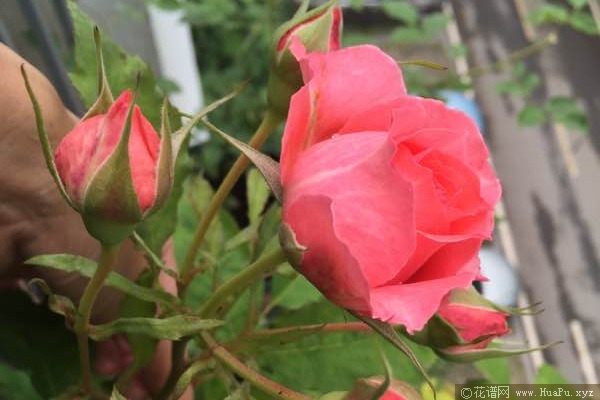 珊瑚果冻 Corail gelee
