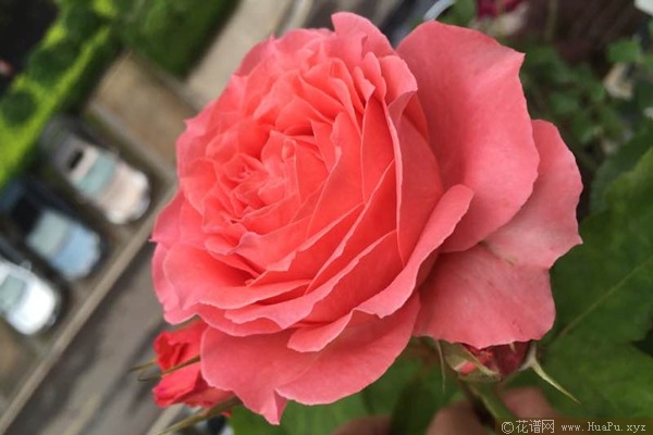 珊瑚果冻 Corail gelee