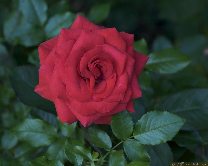 瑞芭·麦肯泰尔