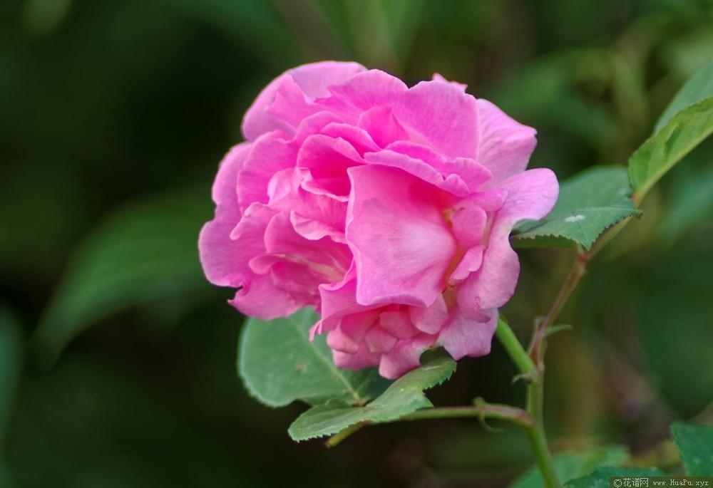 瑟菲席妮·杜鲁安Zephirine Drouhin