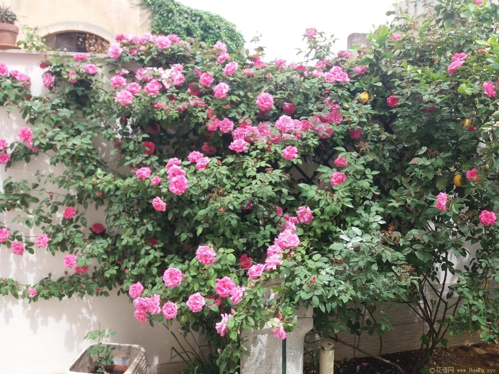 瑟菲席妮·杜鲁安Zephirine Drouhin