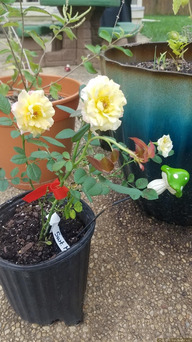 甜蜜玛莉