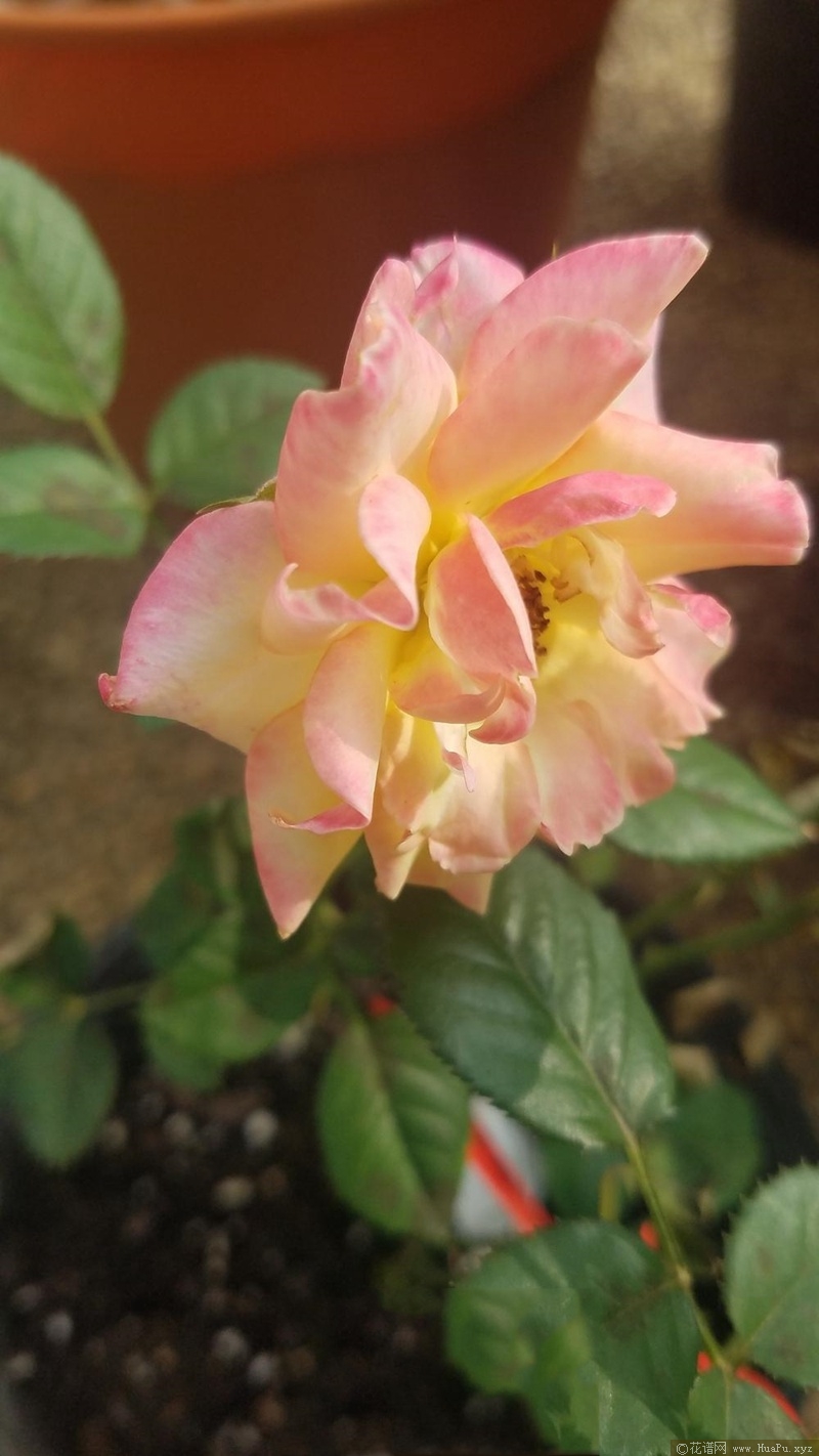 甜蜜玛莉