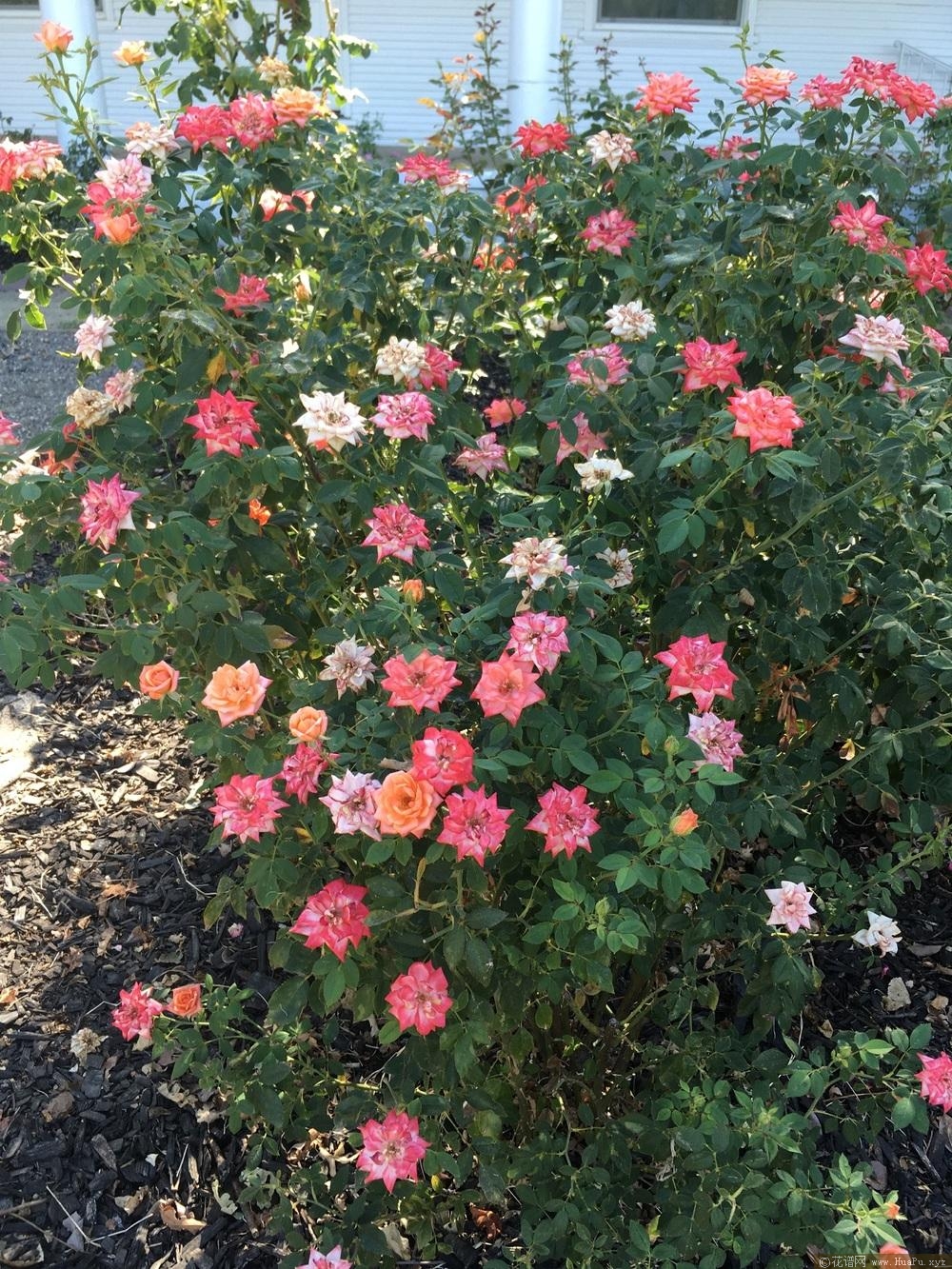 甜蜜的复仇