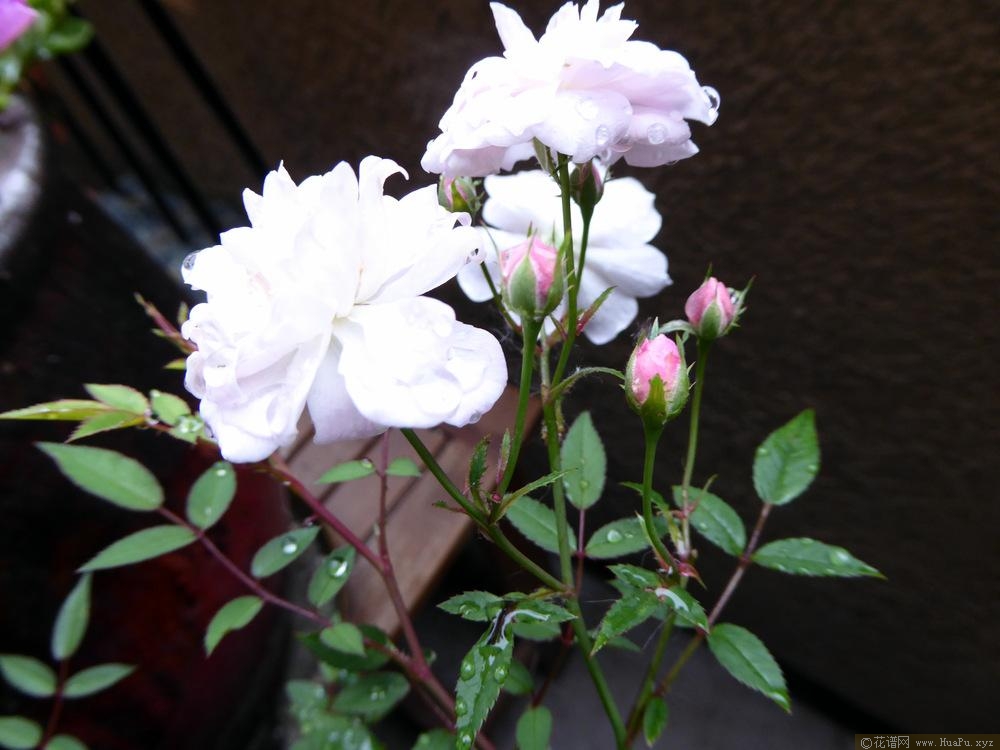 甜蜜精灵