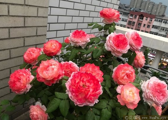 甜蜜邂逅
