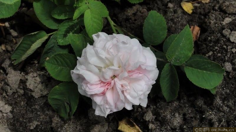 白古典捲心菜