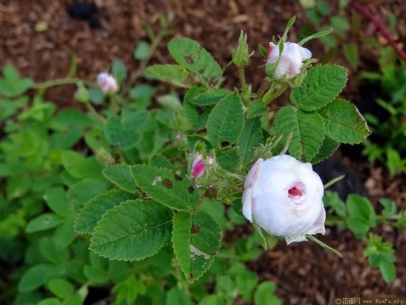 白古典捲心菜