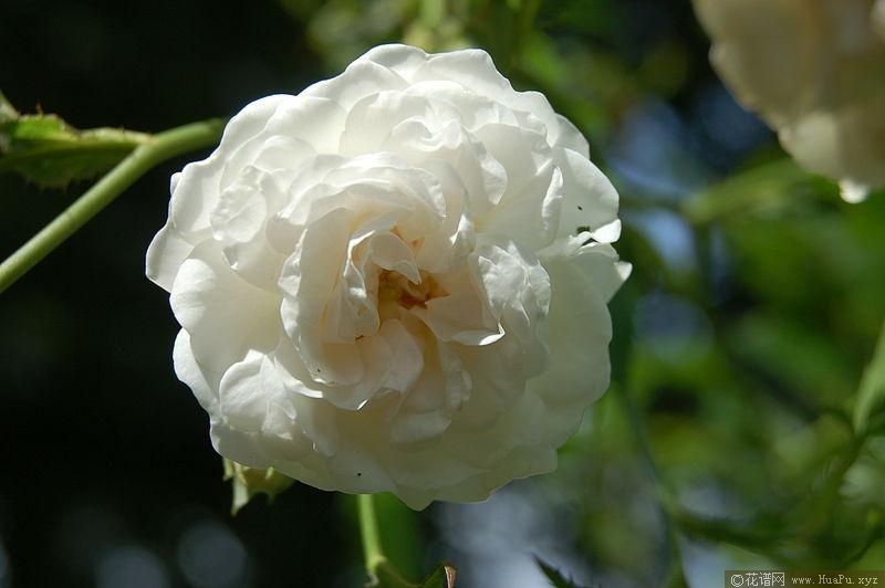 白色多萝西.帕金斯White Dorothy Perkins