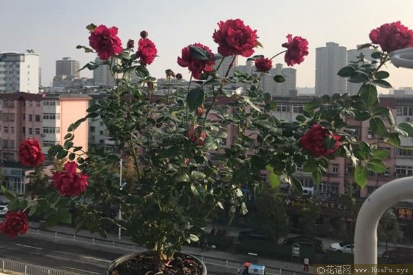 真彩230