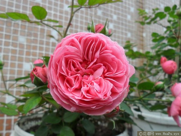 粉色达芬奇 Leonardo da Vinci