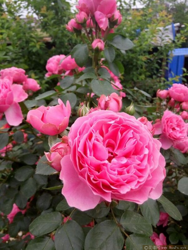 粉色达芬奇 Leonardo da Vinci